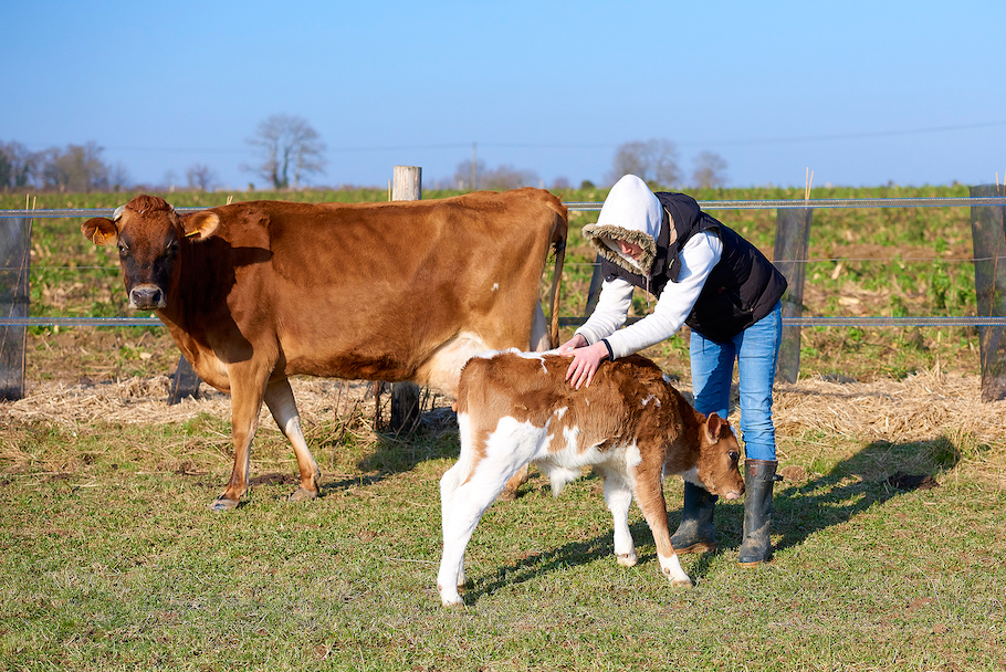 aurore-pilon-osteopathie-bovine-2