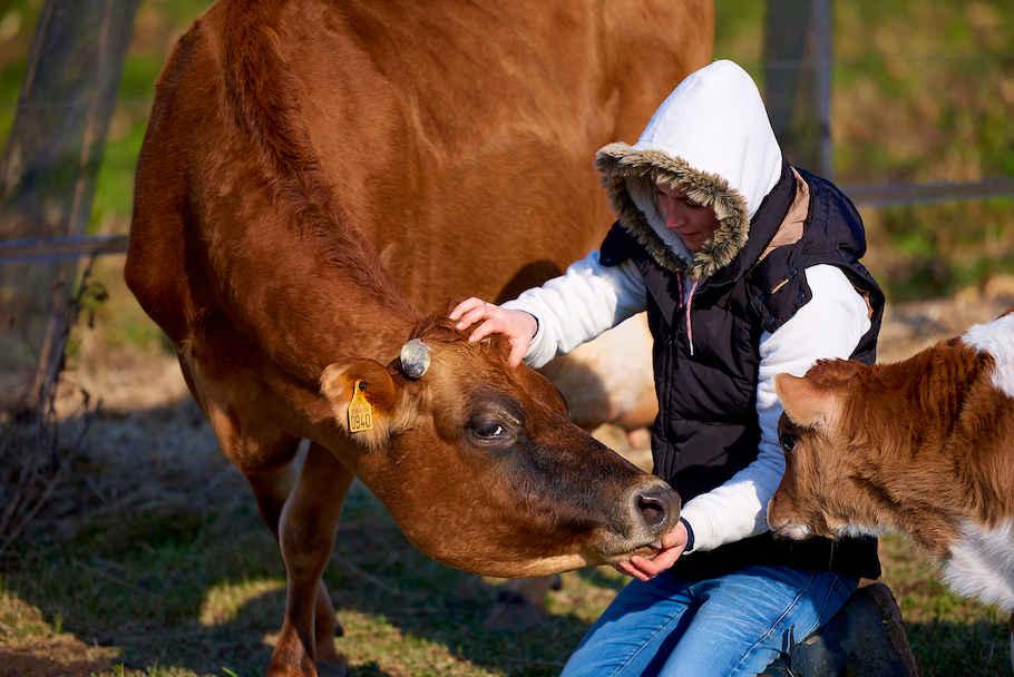 aurore-pilon-osteopathie-bovine-4