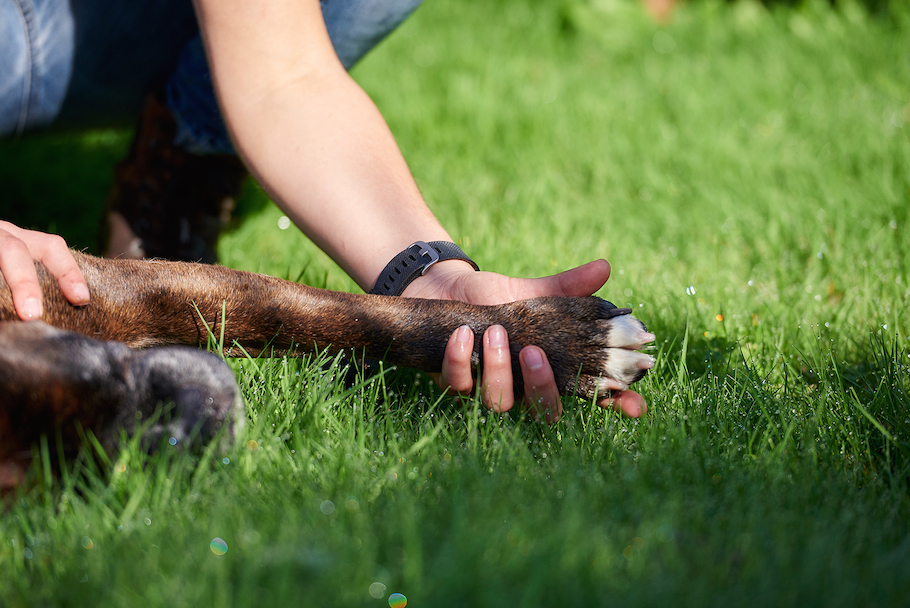 aurore-pilon-osteopathie-canine-2