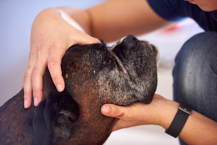 aurore-pilon-osteopathie-canine-1