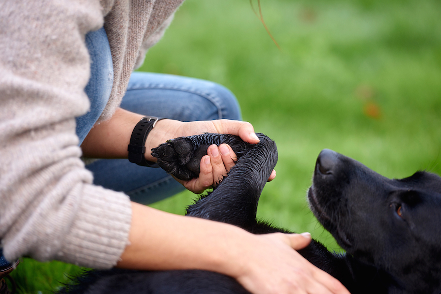 aurore-pilon-osteopathie-canine-3