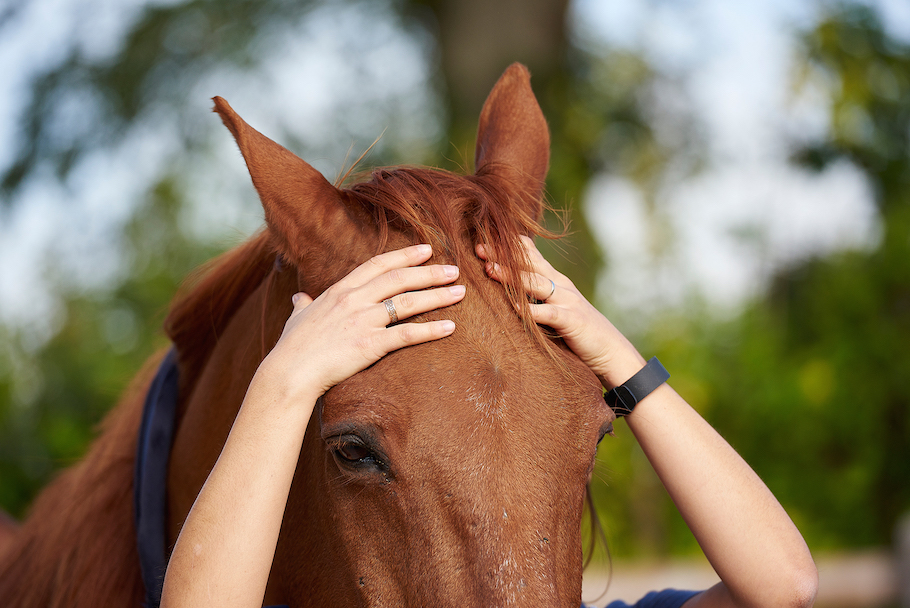 aurore-pilon-osteopathie-equine-3