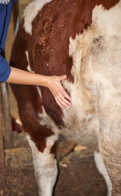 ostéopathie-bovine