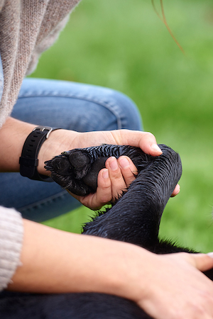 aurore-pilon-osteopathe-chiens